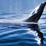 アクアガイザー