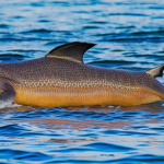 ネプチューンホース