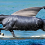 フライングコーン